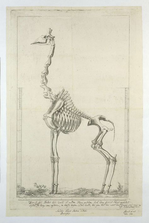 Giraffa Camelopardalis (Giraffe) skeleton, J.F. Gout, 1785 Giraffe Pictures, Animal Skeletons, Kingdom Animalia, Halloween Artwork, Animal Bones, Scientific Illustration, National Gallery Of Art, Prehistoric Animals, Animal Skulls