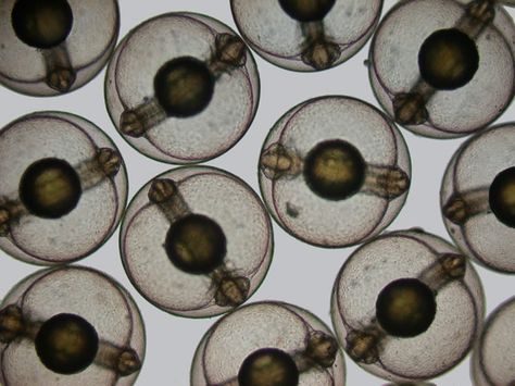 Each of these spheres is a developing sea mullet (Mugil cephalus) embryo. Micro Biology, Microscopic Art, Nikon Small World, Microscope Images, Micro World, Microscopic Photography, Microscopic Images, Under The Microscope, Electron Microscope