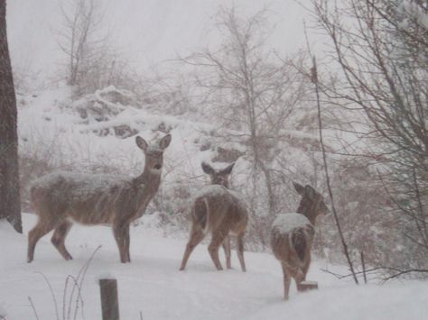 Deer in my back yard. It was pouring the snow down!! White Deer Aesthetic, Winter Fawn Aesthetic, Deers In Snow, Deer In Snow, Deer In Snow Aesthetic, Deer In Snow Photography, Deer In Winter Forest, Snow Fairy, Mayfly