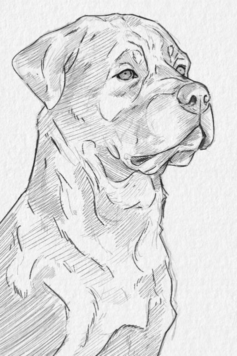 Dog Person Drawing, Dog Sketch Easy, Animal Sketches Easy, Dog Drawing Simple, Dog Design Art, Animal Drawings Sketches, Dog Sketch, 강아지 그림, Sketchbook Drawings