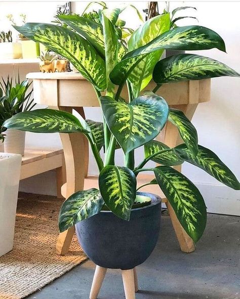 Best Plants For Home, Living Room Plants Decor, Easy House Plants, نباتات منزلية, Hanging Plant Wall, Living Room Plants, Hanging Plants Indoor, Plant Decor Indoor, Lavender Plant