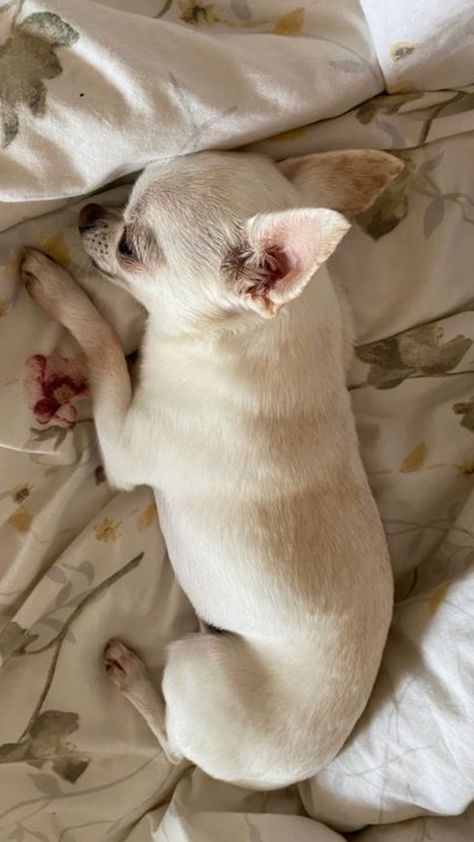 Chiuahaha Aesthetic, White Chihuahua Aesthetic, Cute Chihuahua Aesthetic, Chihuahua Aesthetic Wallpaper, Small Dog Aesthetic, Aesthetic Chihuahua, Chihuahua Aesthetic, Cute Small Dog Breeds, Theo Silva