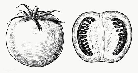 Tomato Sketch Pencil, Vegetable Presentation, Tomato Sketch, Tomato Drawing, Pineapple Vector, Apple Illustration, Cocktails Vector, Lemon Set, Apple Vector