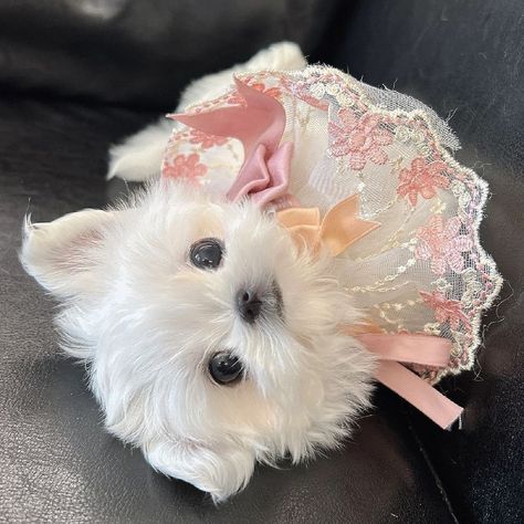 Teacup Maltese, Maltese Puppies, Tea Cup Dogs, Super Cute Puppies, Cute Cats And Dogs, Maltese, Tea Cup, Cute Puppies, Cute Cats