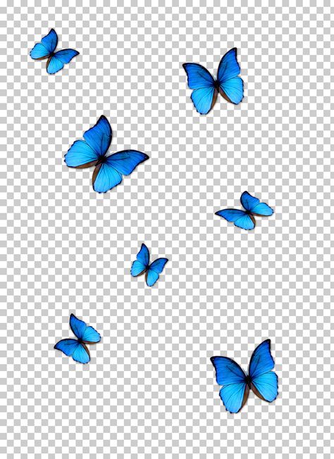 Background Butterfly, Blue Butterfly Wallpaper, Photoshop Digital Background, Origami Rose, Butterfly Blue, Butterfly Background, Studio Background Images, Abstract Wallpaper Backgrounds, Butterfly Images