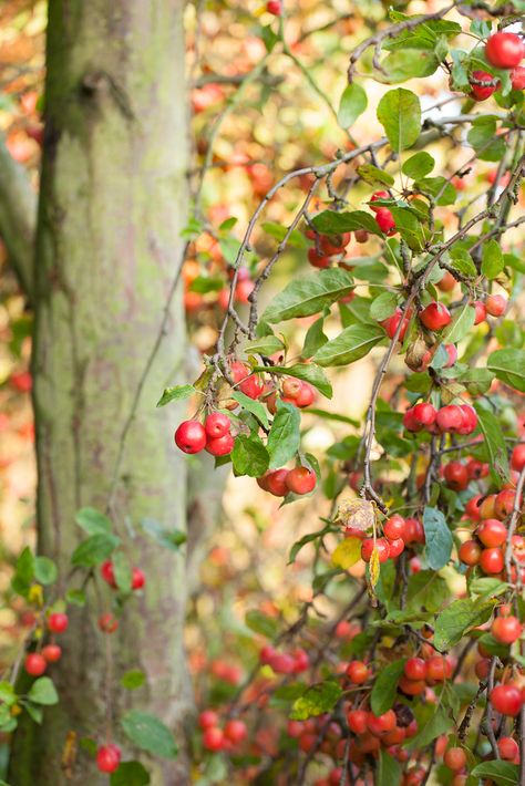 Witchtober 2023, Oklahoma Wildflowers, Fall Foraging, Sorry Mom Tattoo, Crab Apple Tree, Tree House Drawing, Tree Braids Hairstyles, Crab Apples, River Hotel