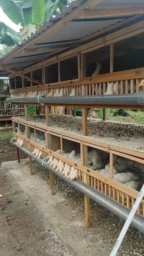 Poultry on Reels | Spyro · Who Is Your Guy? Poultry Farm Buildings, Backyard Chickens Diy, Poultry Farm Design, درج السلم, Cute Chicken Coops, Walk In Chicken Coop, Chicken Coop Garden, Chicken Shed, Chicken Barn