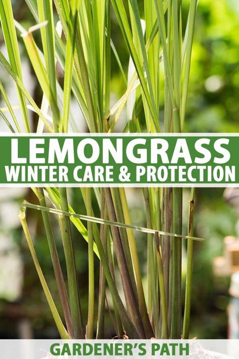 Lemongrass Winter Care: How to Prepare for the Cold | Gardener’s Path