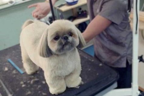 Grooming A Shih Tzu At Home, How To Groom A Shih Tzu At Home, Shihtzu Haircut, Corte Shitzu, Shih Tzu Hair Styles, Dog Grooming Shih Tzu, Dog Hairstyles, Shih Tzu Puppy Cut, Dog Haircut