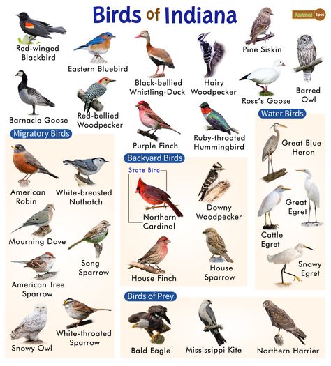 List of Common Birds Found in Indiana – Facts with Pictures Birds Name List, Ohio Birds, Different Types Of Birds, Backyard Birds Watching, Bird Ideas, Sharp Shinned Hawk, Interesting Decor, Bird Breeds, Types Of Birds