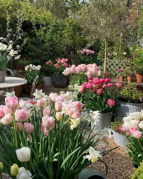 Tulip Garden Ideas, Narcissus Garden, Small Magical Garden, Flower Pots Indoor, Grass Tree, Tulip Garden, Perfect English, English Country Garden, Flowers Pretty