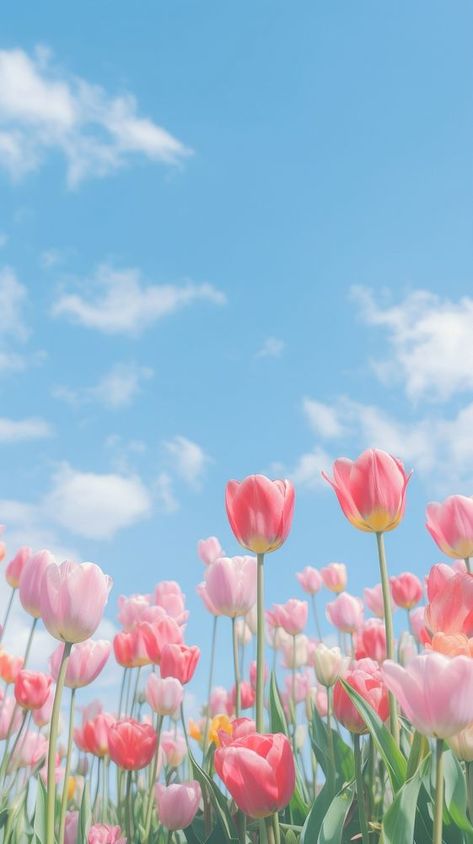 Aesthetic tulip garden and blue sky landscape wallpaper outdoors blossom flower. | premium image by rawpixel.com Tulips Iphone Wallpaper, Wallpaper Tulips Aesthetic, Tulip Wallpaper Aesthetic, Aesthetic Tulips Wallpaper, Wallpaper Aesthetic Tulips, Landscape Wallpaper Iphone, Wallpaper Outdoors, Wallpaper Tulips, Blue Sky Landscape