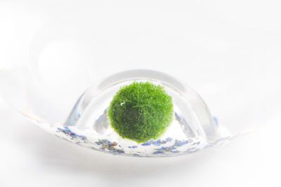 What Is A Marimo Moss Ball – Learn How To Grow Moss Balls What is a Marimo moss ball? “Marimo” is a Japanese word that means “ball algae,” and Marimo moss balls are exactly that – tangled balls of solid green algae. You can learn how to grow moss balls in this article. Click here for more information. Marimo Moss Ball Aquarium, Grow Moss, Japanese Moss Balls, Growing Moss, Marimo Moss, Marimo Moss Ball, Moss Ball, Floating Plants, Green Algae