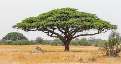 10 Things You Didn't Know About African Acacia Trees | Page 8 ... Africa Trees, African Tree, Umbrella Tree, Acacia Gum, Acacia Tree, Gum Arabic, Tree Silhouette, Deciduous Trees, Small Trees