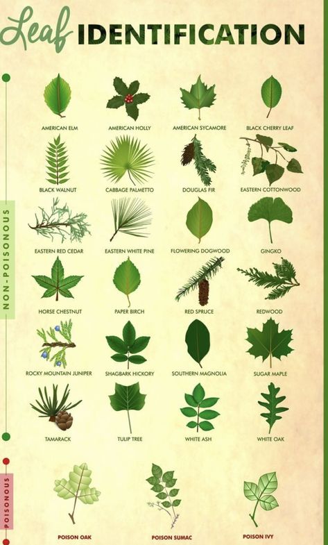 Nature Information, Plant Diseases Identification, Plant Identification Chart, Leaf Identification Chart, Herb Identification, Tree Bark Identification, Plant Leaf Identification, Nature Knowledge, Tree Leaf Identification