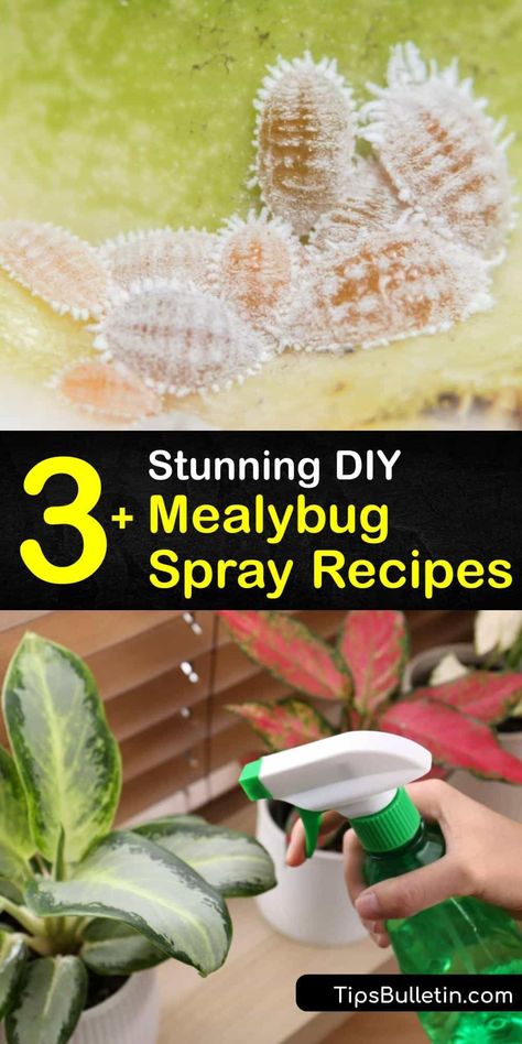 Rose Spray For Bugs Pest Control, Indoor Plant Bug Spray Diy, Diy Plant Insecticide, Mealy Bugs On House Plants, Mealy Bugs How To Get Rid Of, Mealybugs How To Get Rid, Plant Pest Spray, Diy Insecticidal Soap, Garden Bug Spray