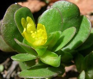 If You See This Weed Growing In Your Yard, Don’t Pick It – Here’s Why – The Lost Herbs Purslane Benefits, Small Yellow Flowers, Portulaca Oleracea, Medicinal Herb, Leafy Plants, High Fever, Herbal Supplements, Medicinal Herbs, Medicinal Plants