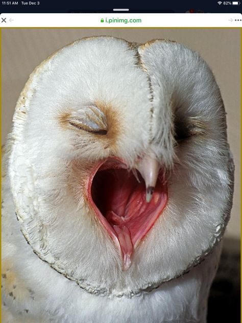 Owl Medicine, Take It Personal, Pin Down, Beautiful Owl, Funny Birds, Owl Lovers, Wise Owl, Snowy Owl, Bird Photo