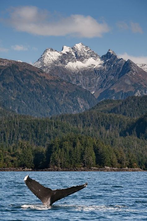 Humpback Whale | Wildlife | Wild Alaska Live Moose Blood, Moving To Alaska, Sitka Alaska, Alaska The Last Frontier, Ketchikan Alaska, Best Western Hotel, Dream Trips, Travel Canada, Travel Bug