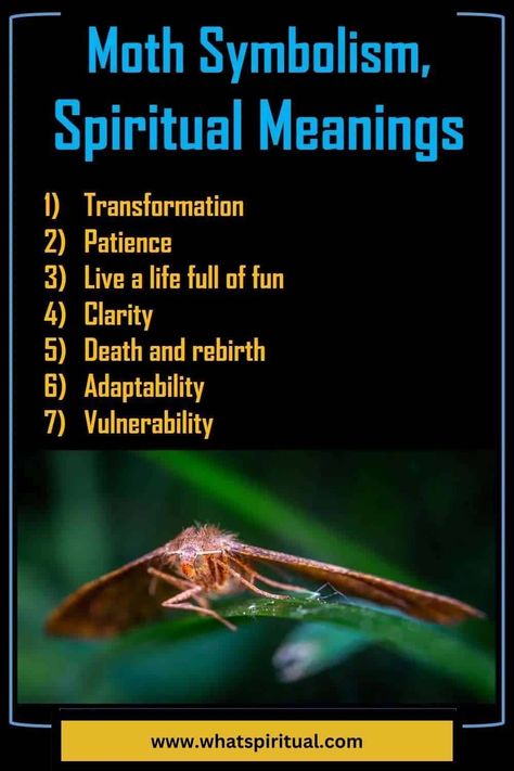 11 Spiritual Meanings of Seeing A Moth and Symbolism 2 Moth Spiritual Meaning, Moth Meaning, Moth Symbolism, Types Of Moths, Luna Moths, Deaths Head Moth, Animal Symbolism, Inner Wisdom, Spiritual Meaning