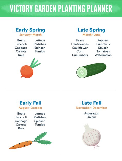 Garden Box Planting Layout, Modern Victory Garden, Salad Garden Layout Raised Beds, Intercropping Vegetable Garden Layout, Victory Garden Layout, Victory Garden Plans, Garden Plots Layout, Raised Garden Beds Diy Vegetables, Victory Gardens