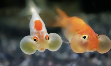 Bubbly Goldfish, Chunky Gold Fish, Bubble Eye Goldfish, Goldfish Reference Photo, Goldfish With Big Eyes, Fancy Gold Fish, Aquatic Animals, Goldfish, Creature Design