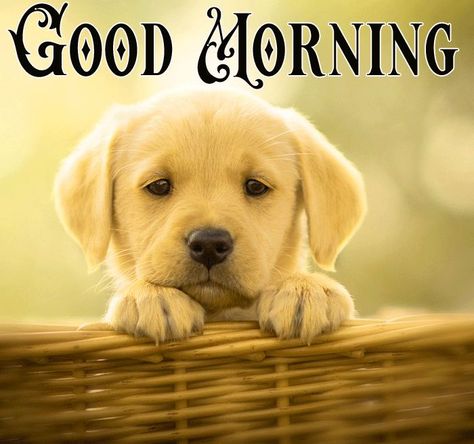 awesome  cute puppy good morning pictures 18 Check more at https://www.gdmorningimage.com/good-morning-puppy/ Good Morning Dogs, Good Morning Puppy, Good Morning Dog, Good Morning Animals, Good Morning Wishes Friends, Good Morning Cat, Good Morning Snoopy, Morning Cat, Funny Animals With Captions