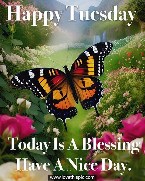 Happy Tuesday! Feel free as as butterfly today! 🌞 Happy Thursday Blessings, Happy Thursday Pictures, Happy Tuesday Pictures, Tuesday Pictures, Thursday Pictures, Happy Thursday Images, Tuesday Quotes Good Morning, Tuesday Greetings, Thursday Greetings