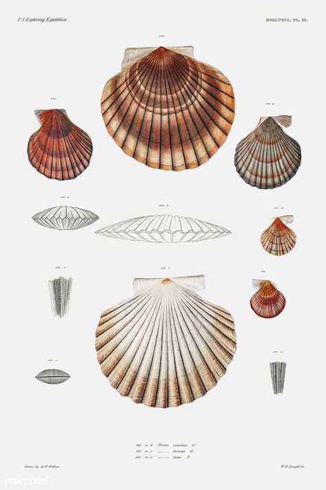 clam-shell-varieties-vintage-poster_46786075591_o #vintage #sealife #sea #freshwater #fish #crusteans #plants #mamals #animals #vintageanimal #retro #ocean #lakes #streams #ponds #tributaries Clam Illustration, Shellfish Illustration, Shell Architecture, Clam Chair, Shell Illustration, Crab Illustration, Octopus Illustration, Shell Structure, Clam Shells