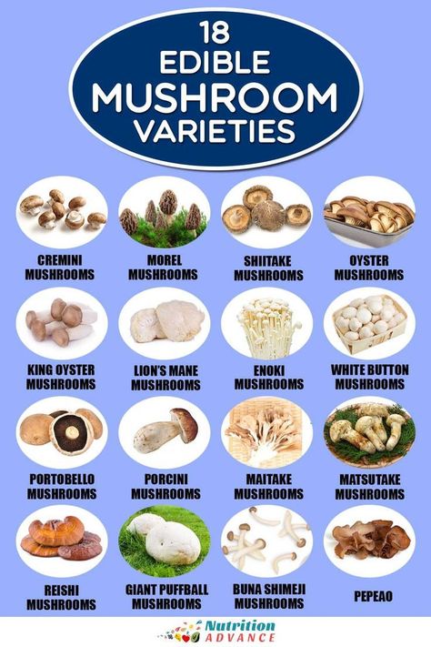 Discover the culinary delights and nutritional treasures of 18 distinct edible mushroom varieties. 

This comprehensive guide explores the unique flavors and health benefits each mushroom offers, unlocking a world of delicious possibilities for your kitchen. Edible Mushrooms Chart, Wholesome Lifestyle, Mushroom Land, Mushroom Names, Edible Wild Mushrooms, Mushroom Guide, Mushrooms Growing, Mushroom Identification, Scientific Drawing