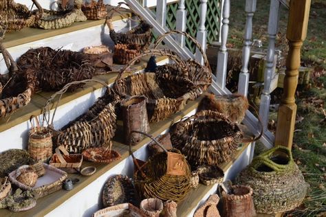 Wild Basketry: a 9 month journey of harvesting and making with the plants all around us - Red Osier Dogwood, White Pine Tree, Making Baskets, Natural Baskets, Plant Dyes, White Pine, Different Plants, Woven Basket, In Case Of Emergency