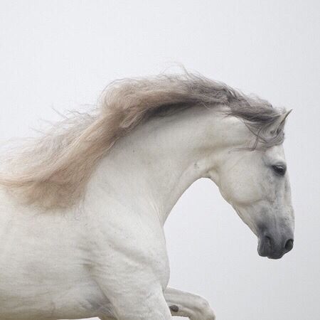 Beautiful Horses Wild, Horse Aesthetic, Silver Blonde, The Dark Artifices, Dressage Horses, Horse Pictures, White Horse, She Likes, Horse Rider