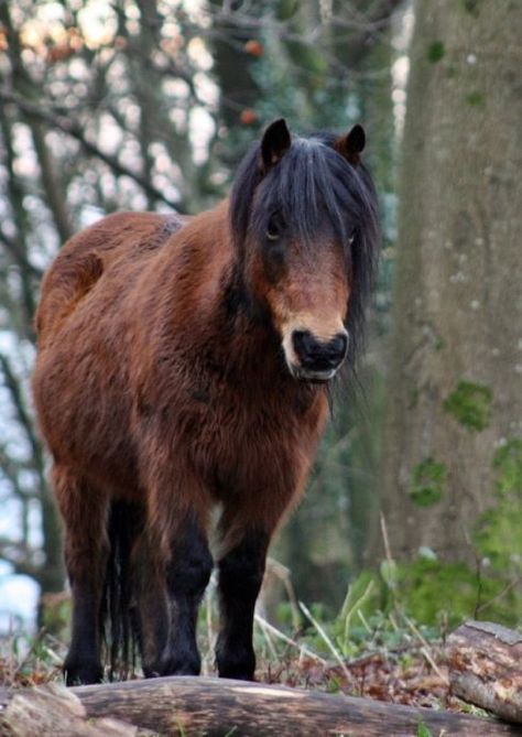 Dartmoor Pony ... (2021/01/04) Dartmoor Pony, Exmoor Pony, Stunning Horses, Horsey Life, Horse Collection, Amazing Horses, Barrel Racing Saddles, Brown Betty, Horse Pics