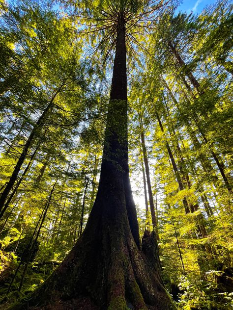 Sitka Spruce Tree Tongass National Forest, Sitka Spruce, Spruce Tree, National Forest, Alaska, Forest, Plants