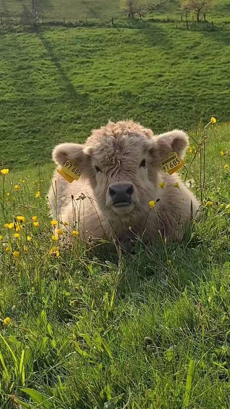 Mini Cows Fluffy, Fluffy Cow, Pet Cows, Cutee Animals, Baby Highland Cow, Baby Farm Animals, Fluffy Cows, Cow Pictures