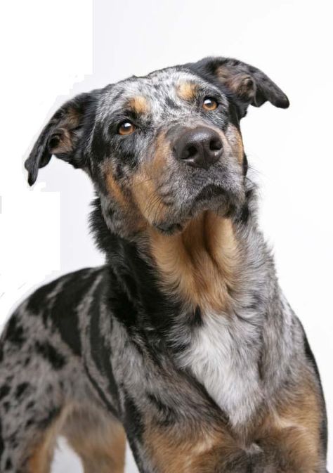 Harlequin beauceron Hound Dog Breeds, Dental Tourism, Catahoula Leopard, Catahoula Leopard Dog, Leopard Dog, Pet Vet, Dog Rules, Guard Dogs, Hound Dog