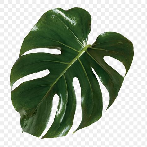 Split Leaf Philodendron Drawing, Monstera Plant Outline, Monstera Leaf Photography, Monstera Yellow Leaves, Philodendron White Measure, Monstera Plant, Free Illustrations, Tropical Plants, Plants