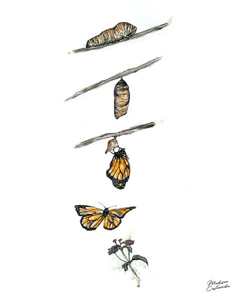 Butterfly Metamorphosis Drawing, Butterfly Transformation Drawing, Butterfly Process Tattoo, Butterfly Phases Drawing, Butterfly Stages Drawing, Caterpillar To Butterfly Drawing, Butterfly Process Art, The Life Cycle Of A Butterfly, Catapillar Butterfly Tattoo