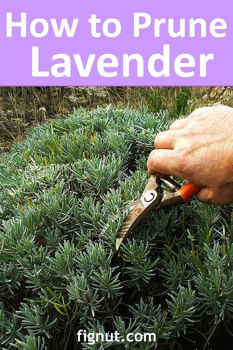 How to Prune Lavender Plant, Bush, Summer and Winter Pruning - FigNut