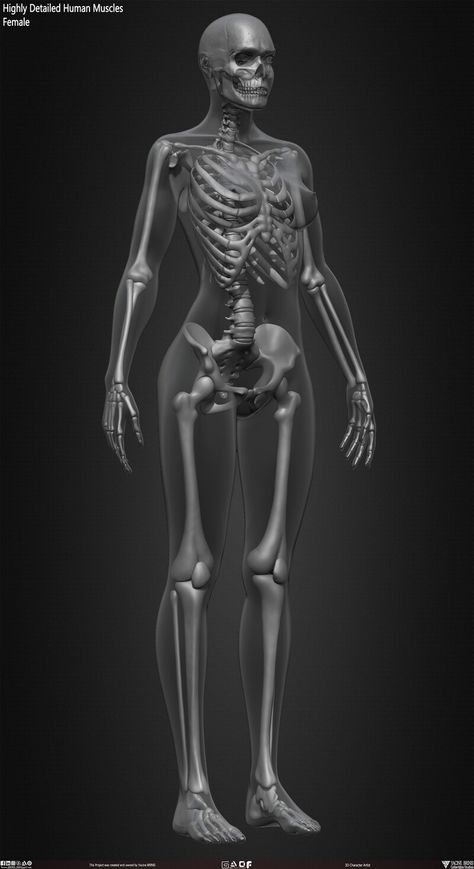 ArtStation - Female Human Skeleton Human Anatomy Female, Skeletal Structure, Female Skeleton, Human Body Structure, Human Skeleton Anatomy, Skeleton Anatomy, Skeleton Model, Skeleton Drawings, Anatomy Models