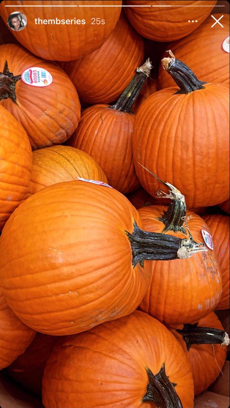 Jackolantern Aesthetic, Fall Instagram Stories, Fall Instagram, Pumpkin Fall, Fall Pumpkins, Pumpkin Patch, Jack O Lantern, Instagram Story, Halloween