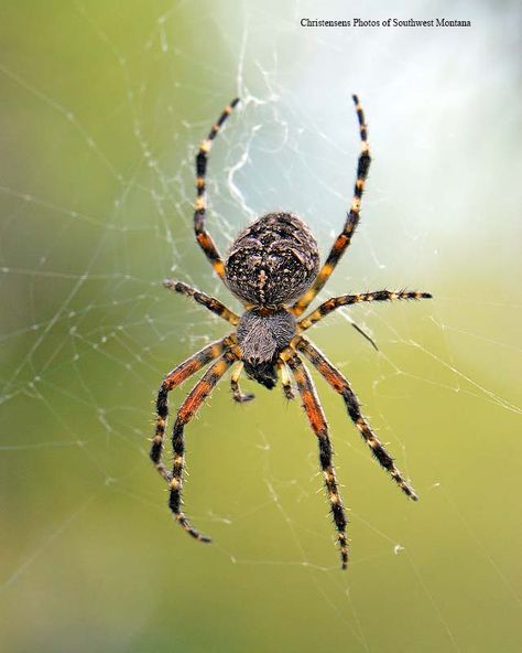 Spider Photo, Along Came A Spider, Arachnids Spiders, Spider Pictures, Orb Weaver, Spider Species, Spider Illustration, Spider Drawing, Spider Web Tattoo