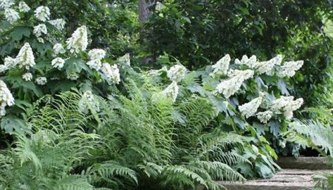 Oakleaf Hydrangea Landscape, Alice Oakleaf Hydrangea, Colonial Landscaping, Woods Landscape, Shrubs For Landscaping, Hydrangea Landscaping, Types Of Hydrangeas, Smooth Hydrangea, Townhouse Garden