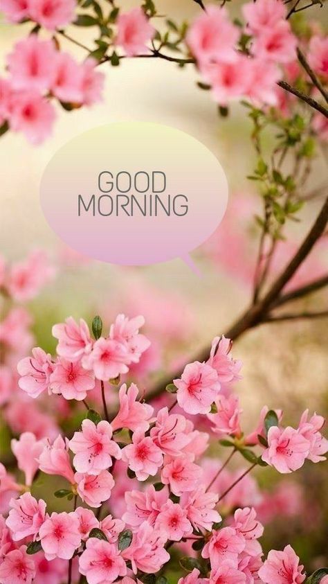 Lovely Good Morning Images, Morning Photo, Good Morning Nature, Good Morning Roses, Good Morning Beautiful Flowers, Good Morning Flowers Pictures, Good Morning Flowers Gif, Good Morning Beautiful Images, Good Morning My Love