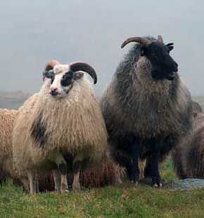 The Icelandic sheep is descended from the Northern European short tail breeds and was brought to Iceland by the Vikings in the middle ages. The vigor, hardiness and variety of uses for these sheep made them a cornerstone of the Viking settlement and later development of Icelandic culture. Icelandic Sheep, Sheep Breeds, Hobby Farm, Sheep Farm, Sheep And Lamb, Hobby Farms, Country Life, Pigs, Animal Kingdom