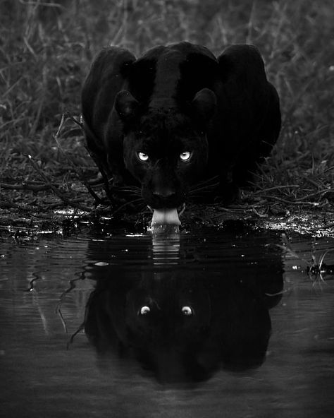 Most Dangerous Animals, Black Panther Cat, Panther Cat, Jaguar Animal, Wild Animal Wallpaper, Iphone Wallpaper Cat, Scary Animals, Wild Animals Pictures, Black Jaguar