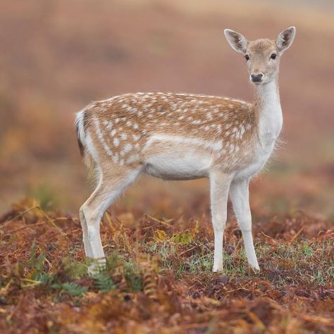 Fallow Deer (Dama dama) This is a Doe (female) looking gorgeous in the autumnal bracken. . . . . . #picoftheday #naturegrampixels #wildplanet #instagood #fallowdeer #deer #autumn #fall #leaves #woodland #antlers #doe #buck Motorcycle Hacks, Motocross Outfit, European Animals, Motocross Outfits, Inktober Inspiration, Diy Trailer, Woodland Stickers, Female Deer, Deer Photos