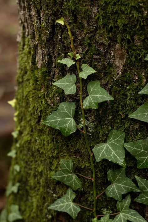 Ivy Aesthetic, Ivy Tree, Poison Ivy Plants, Ivy Tattoo, Ivy Flower, Ivy Vine, English Ivy, Plant Tattoo, Ivy Plants