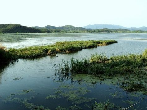 Upo Wetland Wetland Aesthetic, Wetland Landscape Design, Swamp Scene, Car Hire, Holiday Rental, Travel Stories, Landscape Painting, Ecology, Seals