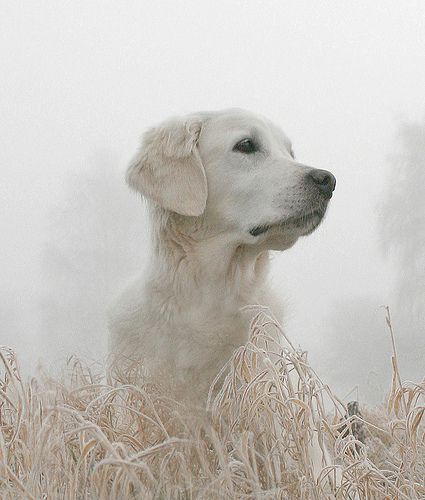 Frosty foggy morning Silver Lab Puppies, Silver Labrador Retriever, Labrador Mom, Black Puppy, Yellow Labrador Retriever, Black Lab Puppies, Labrador Retriever Puppies, White Lab, Foggy Morning